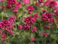 Centranthus ruber Ostrogowiec czerwony